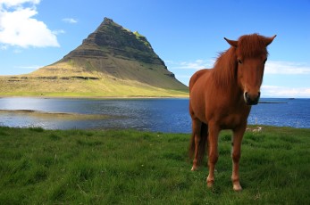 Hora Kirkjufell a islandský koník.