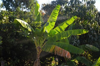 Zelený banánovník