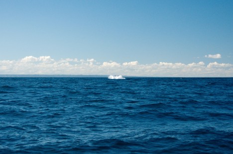 První (a zároveň poslední) skákající velryba vyfocená pouhou vteřinu po dopadu...