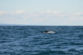 A tady jsou první velryby!