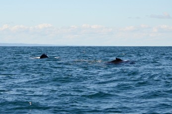 Dvě velryby za sebou