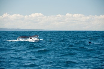 Mizející velryba