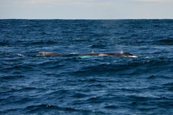 Velká velryba kousek od lodi