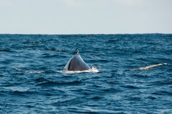 Hřbet velryby