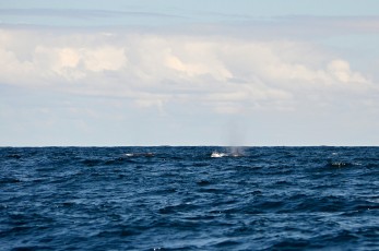 Hned dvě velryby za sebou