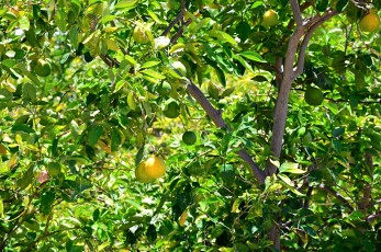 Úrod citronů