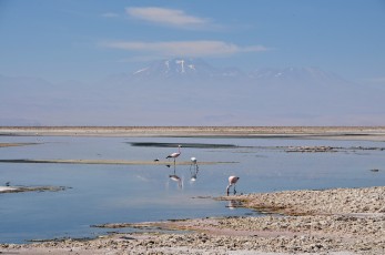 Plameňáci v jezeře Chaxa, na pozadí sopka Pular