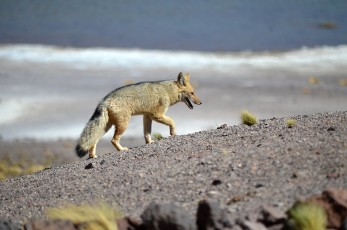 Patagonská liška, někdy též zvaná Cuelpo nebo Horský pes
