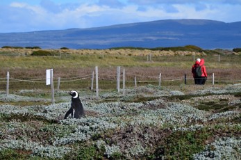 Tučňák na průzkumné cestě