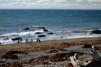 Tučňáci magellanští na pláži