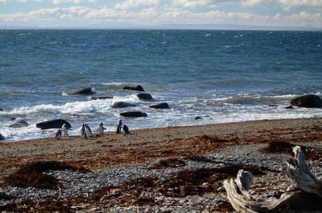 Tučňáci magellanští na pláži