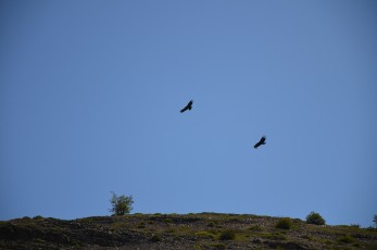 Dvojice kondorů