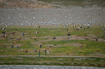 To je tučňáků a albatrosů a dalších opeřenců!