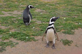 Zvědaví tučňáci