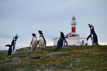 Sněm tučňáků kousek přes majákem