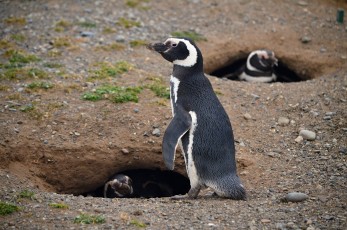 Tučňák magellanský a další dva v hnízdech