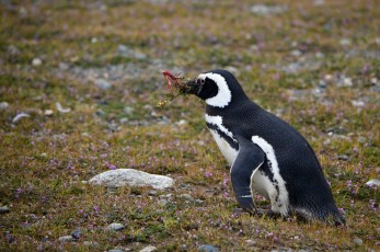 Tučňák shání něco do hnízda