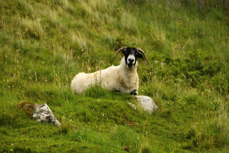 Zvědavá ovce