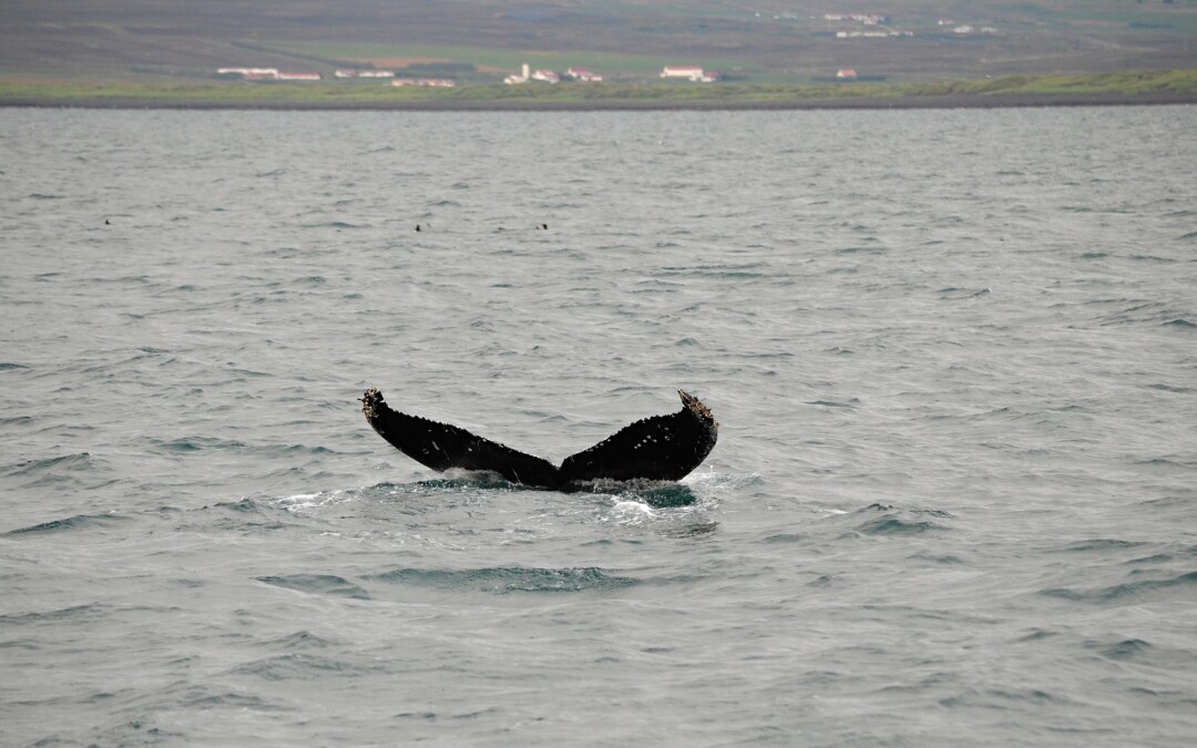 Vodopád Goðafoss, jezero Mývatn a velryby u Húsavíku