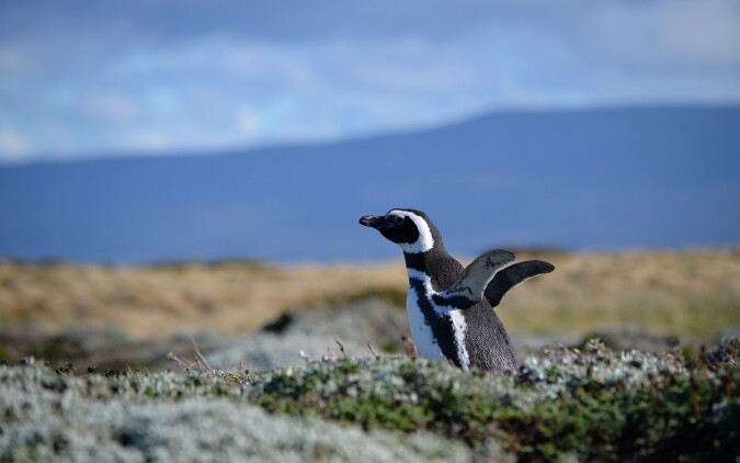Letíme na jih do Patagonie a pozorujeme tučňáky