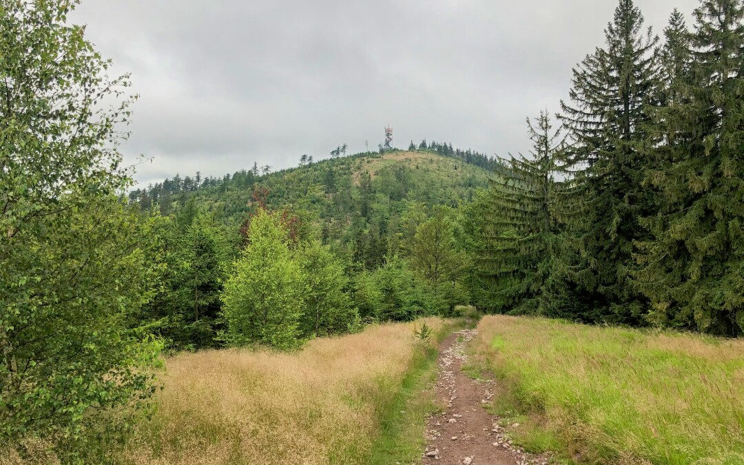 Červenokostelecká 100 2020 aneb asfalt, trail, a nakonec i pár kopců